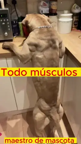 pitbull musculoso #pitbullmusculoso #Schwarzenbull #Pitzenegger #Schwarzbull