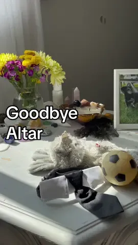 I set this special altar up for Winston in the room we’ll be saying our goodbyes in. As my final offering to his beautiful soul.  Spiritually, I want to make sure he is comfortable, not scared & surrounded by some of his favorite things.  His favorite ball, his favorite toy & the tie he wore to mine and my husband’s wedding. Is this actually happening? Gosh its surreal. Thank you all for your beautiful words & support. It truly means the world. I know Winston feels it too. 