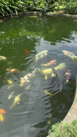 just wanted to share this one video that i took during my trip in taiwan!! splsmdmsmndksmdnfnfmfmnsndm i love fish so much auhfhfj auhfhdSNIFFLES CRIES SCREAMS YELLS #koifish #pond #koipond #silly #taiwan #fyp 