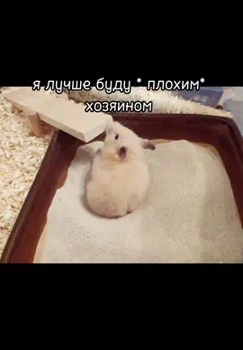сами да подумайте где хомяку лучше#хомяки #хомяки #хомяки #рекомендации #рек #рек #правильноесодержаниехомяков 