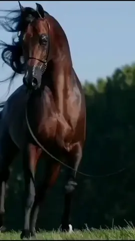 #الخيل_العربي_الاصيل #قوة_الشخصية #
