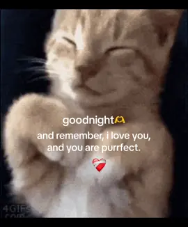 Sweet dreams, my love <3 #cats #goodnight #❤️