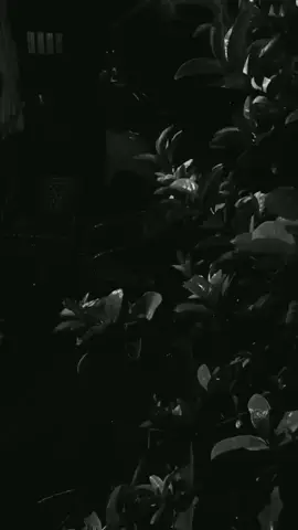 #دويتو مع @تومـــا 🇸🇦. #نوره @🦋 نوره 🦋 