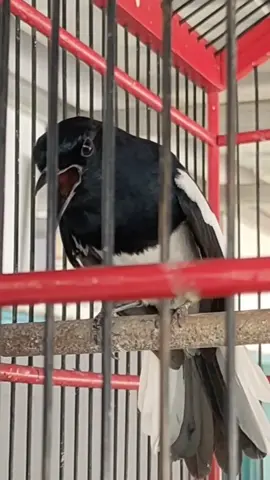 KACER APA INi?? #kacermasteran #kacermaniaindonesia #sangkarkacerterbaru #kacertarung #burungkacerngobra #tiktok #masekodrkkacer #videofyp #kaceronfire #fypdong 