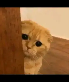 sad cat #fyp #cat #catsoftiktok #sadcat #photograph 