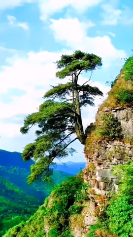 Một cây tùng đón khách ở vùng núi sâu Quý Châu, một mình ở trên vách núi trải qua mấy trăm năm mưa gió, sinh mệnh ngoan cường khiến người ta thán phục không thôi.#Phong cảnh Quý Châu#Cây thông đón khách