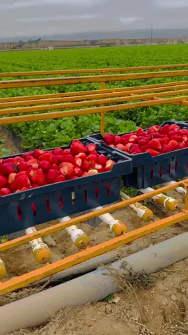 Recolección de fresa 🍓 en la  Baja California.  La pizca 🤏 🍓 🤠 Strawberry Harvest 🌱  #inversioneselvillorro  #harvest #fresa #agro #agriculture  #siembra #strawberry #mexico #usa 