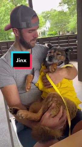 Shelter Dog Saturday, a day where we use our platform to get dogs adopted! Meet Jinx, a resident at Anderson County Paws, in Anderson SC she was a good pup, lets get her adopted! #dog #pet #dogsoftiktok 
