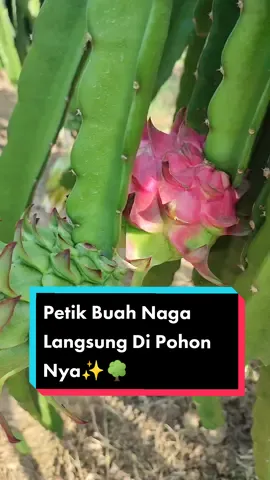 Berkebun Dulu Hari Ini🤌✨🌳🌳 #buahnagamerah🐉  #petiksendiridikebun😅 