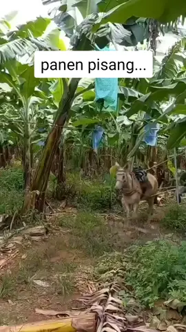 #banana#pisang#panen#caraunikmindahkanpisang