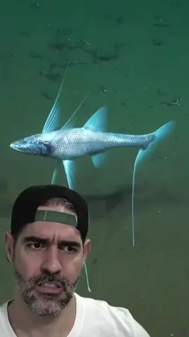 O que esse peixe tem? #biologia #animais #peixes #peixesabissais #curiosidades #vocesabia #aprendanotiktok 