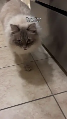 50% squeaky toy and 50% race car #catsoftiktok #siberiancat #fyp #viral #foryou #cat #zoomies #meow 