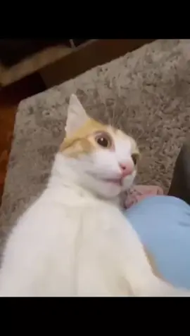 #fundoliberado #meme #cat #gato #funny 