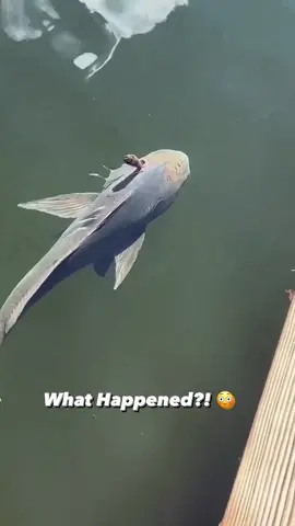 #fy #fypシ #viral #fish #fishing #gofishing #topwaterfishing #explore #اكبسلور 