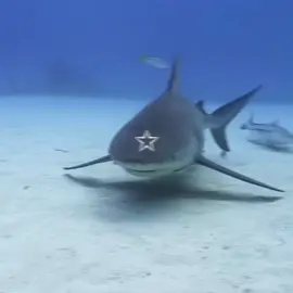 #TIGERSHARK | fun fact : Tiger Sharks Migrate for the Winter like Birds. Tiger sharks prefer warm waters. Their ideal temperatures rests around 71 degrees Fahrenheit (22 degrees Celsius). #shark #cute #silly #viral #fyp