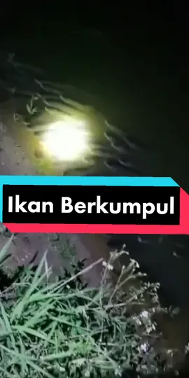 Fenomena ikan berkumpul. #ikan #seram #malamyangseram #fenomena #fenomenaalam #fenomenaanehikannaikkedarat #fenomenaaneh #TikTokImpact #fypage #fyp #fypシ゚viral #fypシ #pulaukundur 
