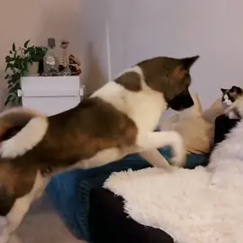 A cat and an Akita… who wins? #americanakita #catvideo #akita #funnycat 