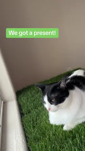 Who said indoor cats cant have a patch of grass to lounge on? #cats #catlife #catsoftiktok #catgrass #caturday #catgiftideas  