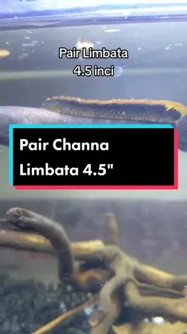 Pair Channa Limbata 4.5 inci 😁 Rim jantan cun2 rim bocor skit 😆 minat kasi deringgg 🔥 #ajbettamache #channalimbata #channa #limbata #channamalaysia🇲🇾 #fyp 
