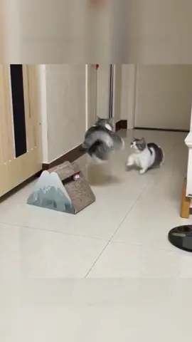 #pet #cute #fyp #funny #funnyvideos #cat #fypシ 