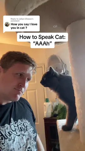 Replying to @Jailyn Chavez This may also mean “Pet me you worthless can opener.” But lets assume the best. #cattok #howtospeakcat #catsoftiktok 