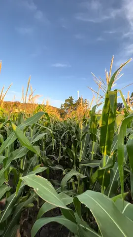 Camina a traves del sembradio y vive una experiencia campirana 🌾🌽 ¡Contactanos! Ig:Terra.fertil_ #LibreDeSer #elotes #milpas #agriculture #agricultura🚜🌱 #agricultor #maiz #ventadeelotes🌽🌽 #productoresagropecuarios #elotesparaeventos #elotesmexico #productoresdemaiz #queverenqueretaro 