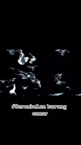 #flksyaguys🥰biarrame🥰 #darkscreen #viral #viral #fypシ #realistic #editvideo #bahanvideoeffect #seagull 