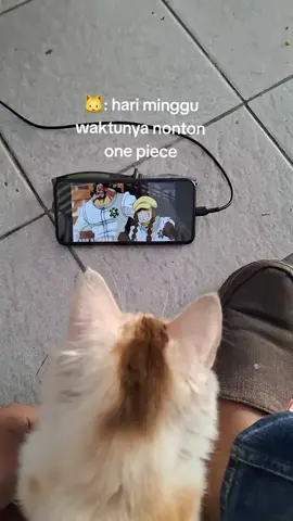 semua akan onepiece pada waktunya #fypシ゚viral #onepiece #luffy #anime  #catlover 