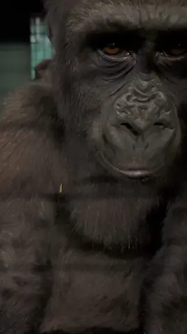 Our three year old wants to say hi! #gorillas #conservation #animalsoftiktok 