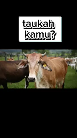 sapi punya 4 lambung?? #DidYouKnow #faktaunik #sapi #hewan #hewanternak 