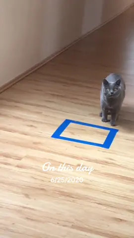 #onthisday #catsoftiktok #carchallenge #britishshorthair 