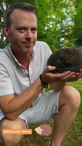 Mähroboter töten Igel und verletzen sie zu Hunderten! Das sagen jetzt erneut auch Wissenschaftler. Die Igelinitiative BRD, in der neben vielen Igelstationen auch das Leibniz Institut für Zoo und Wildtierforschung (IZW) Mitglied ist, fordert daher als ersten Schritt das Nachtfahrverbot für diese Geräte… Das käme auch vielen anderen Tieren zugute - ist für mich aber nur ein erster Schritt! Ich freue mich total, dass es endlich so eine Initiave gibt und unterstütze sie total gerne!  Zitat des IZW: „Die Daten zeigen ein ernstes Problem für diese besonders geschützte Tierart auf, denn die Zahl der Schnittverletzungen mit gravierenden bis tödlichen Folgen ist hoch und steigt zudem seit Beginn des Frühjahrs erheblich an. Technische Lösungen für Mähroboter, die Kleintiere wie Igel zuverlässig erkennen, sind noch nicht marktreif. Igel-Auffangstationen sind mit der Zahl und Schwere der Verletzungen überfordert, sodass politisches Handeln dringend erforderlich sei, so die Forschenden.“ Und natürlich wurde die Auswilderung des Igels tagelang vorbereitet und die Futterstelle wird täglich gefüllt.😉 Und besonders wichtig: Mähroboter gibt es dort nicht! Das Handy hat die Bilder übrigens aufgehellt. #igel #igelschutz #rasen #rasenmäher #igelinitiative  #mähroboter #garten #gartenliebe #naturgarten #tierschutz #Versetzung #igelhilfe 