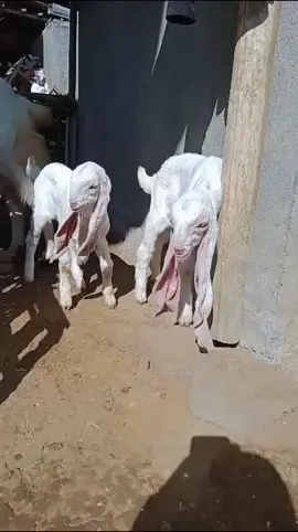 #kambingkontesnasional #kambingkontesetawa #kambingsenirassenduro #peternakmuda #kambingetawa #breadingcontest #etawasenduro #fyp #prapialapresiden 