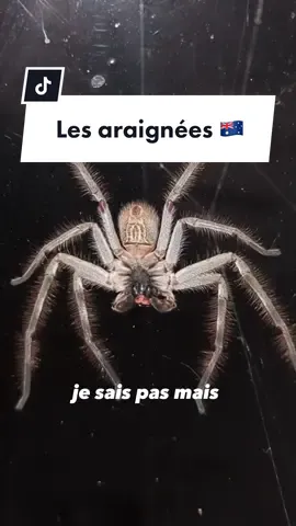 Réponse à @Launch Control  les araignées en australie 😳 #pvtaustralie #pvtcanada #pvtiste #pvtistes #humour #fyp  @Medwagmi 