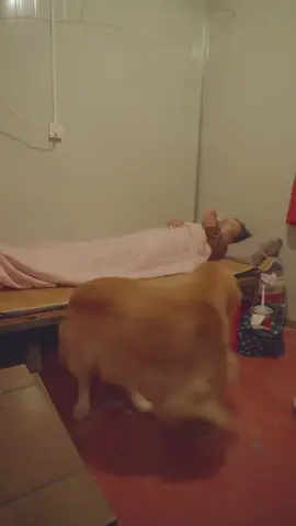 #dogsontiktok #dogsvideo #funnyanimal #smartdog #trendingtiktok #viral