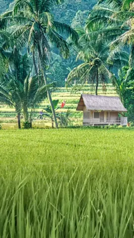 Aisan Indung, Gasentra Pajampangan, Gusti kedah kumaha abdi mulangkeun aisan asih nu indung #aisanindung #gustinakumahaabdi #lagusundaviral #lagusundatiktok #lagusundapemandangan #lagusundasedih #lagusundajadul 