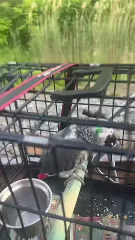 #Thespicymotherplucker We’re going on a trip #fyp #spicymotherplucker #chickchicka #chickchick #chickchickmcchickenstrip #hellohi #fyp #africangreyparrot #africangreyparrotsoftiktok #congoafricangrey #parrottok #rescueparrots #plucker #featherplucker #birdsoftiktok #parrottricks #smartbird 