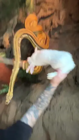 That Was Close 😳🐍👀 #snakes #animals #reptile #foryou 