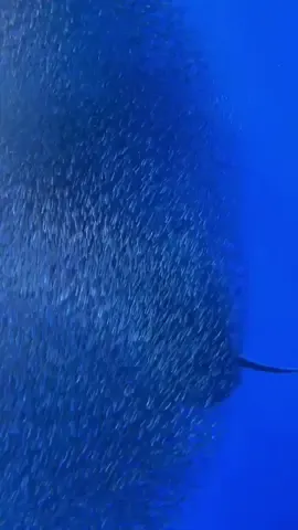 𝗪𝗵𝗮𝗹𝗲 𝗦𝗵𝗮𝗿𝗸 𝗲𝗮𝘁𝗶𝗻𝗴 𝗕𝗮𝗶𝘁𝗯𝗮𝗹𝗹 💙🌈 .  .  .  .  .  #fypシ #foryou #foryoupage #ocean #whaleshark #bailball #coral #coralreef #oceanlife #oceanlover #oceannation #dive #diving #freedive #scuba #scubadiving #explore #exploremore #savetheocean #oceananimalsforlife #maldives