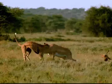 deer escape from jaguar jaws #animals #animalworld #wildanimals #deer   #Jaguar 