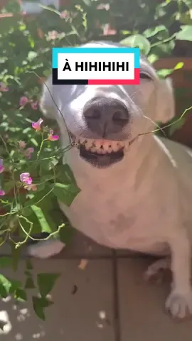 Đừng buồn nữa.. cười đi mà #xuhuong #funnyvideo #viral #funnyvideos #tiktok #funny #xuhuongtiktok #meme #fyp #trending #fypシ #foryou #memes 