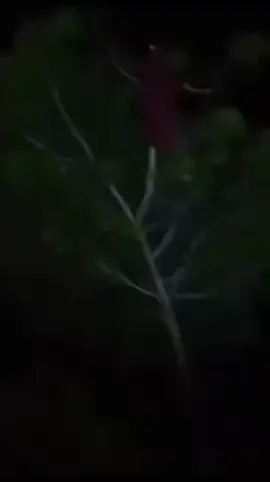 Real penampakan mbak kunti waktu hunting dimalam hari #berburu #penampakan #kuntilanak 