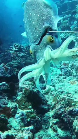 One of the most sustainable and delicious things you can eat! #spearfishing #fishing #cuttlefish 