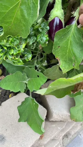 Beauty #eggplants #homegarden #fyp #foryoupage #punjabi #homegrownvegetables #happy 