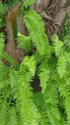 Un remède naturel pour traiter l'hémorroïde avec la fougères. #remèdemaison #remèdedegrandmère #remèdedegrandmèrec #remèdegrandmère #remèdesnature #remèdes #remèdesnaturels #remèdenaturel #remède #remede #traitement #cotedivoire🇨🇮225 #francetiktok🇫🇷 #cotedivoire🇨🇮 #france🇫🇷 