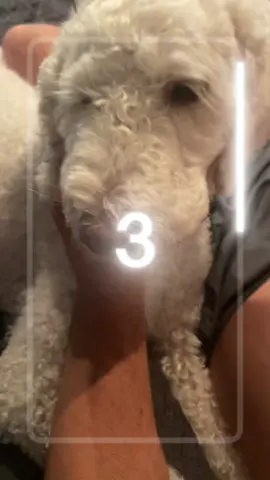 Evem my dog is cute ♥️#barbie #barbiegirl #barbiegirlchallenge #labradoodle 