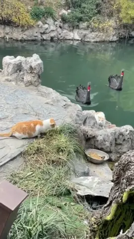 #pet #cute #fyp #funny #cat #funnyvideos #blackswan 