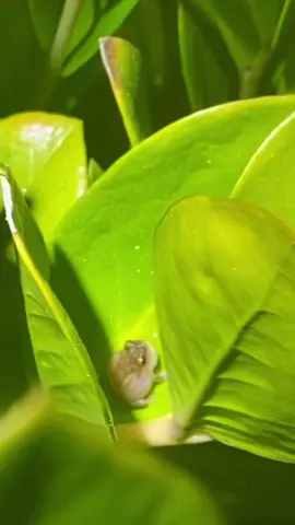 Coquí Pitito! A tiny one! #frog #coqui #fyp #puertorico🇵🇷 