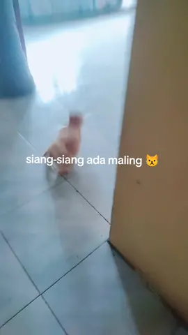 oyen 😾 #maling #kucingtiktok #fyp #fypシ 