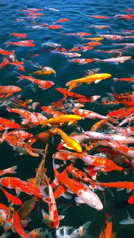 Ngắm nhìn đàn cá Koi tuyệt đẹp. #yeucakoivn #thugian #cákoijapan #bìnhyên #ThưGiãn 